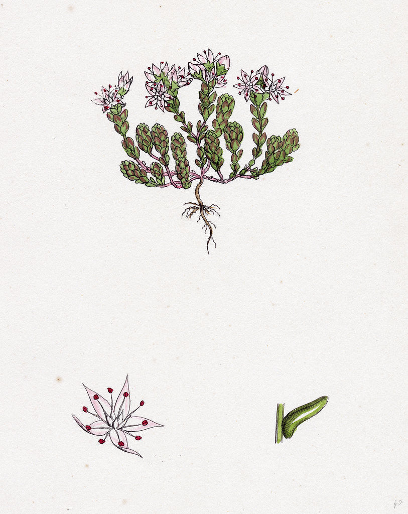 Detail of Sedum Anglicum English Stone-Crop- by Anonymous