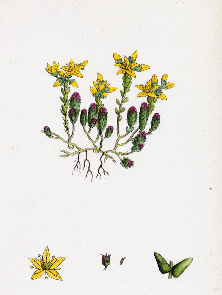 Detail of Sedum Acre Biting Stone-Crop by Anonymous