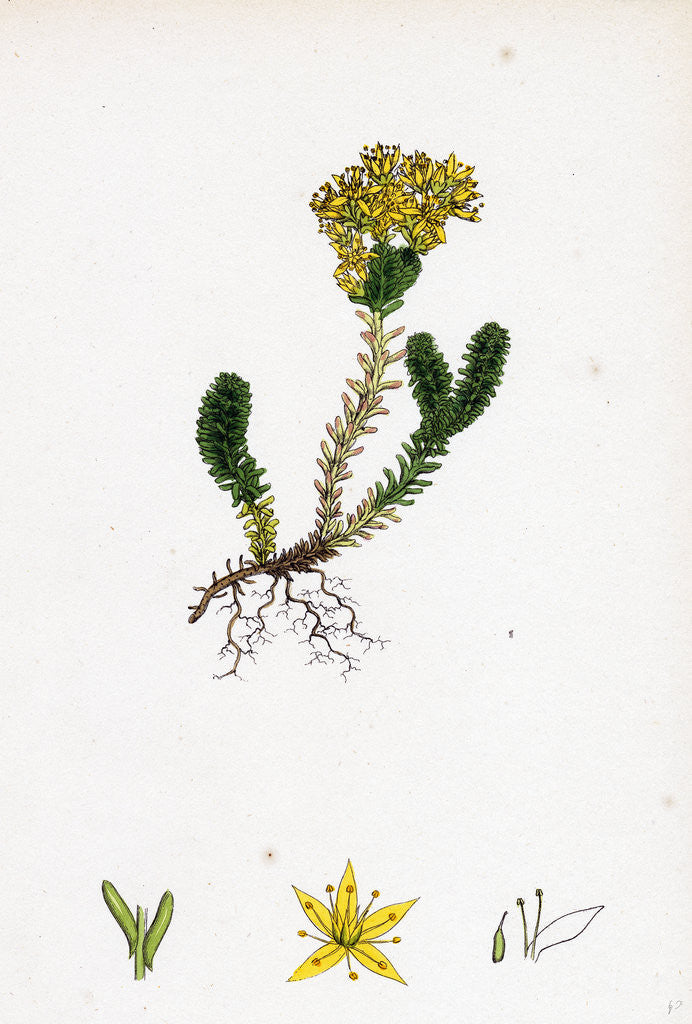 Detail of Sedum Sexangulare Insipid Stone-Crop by Anonymous