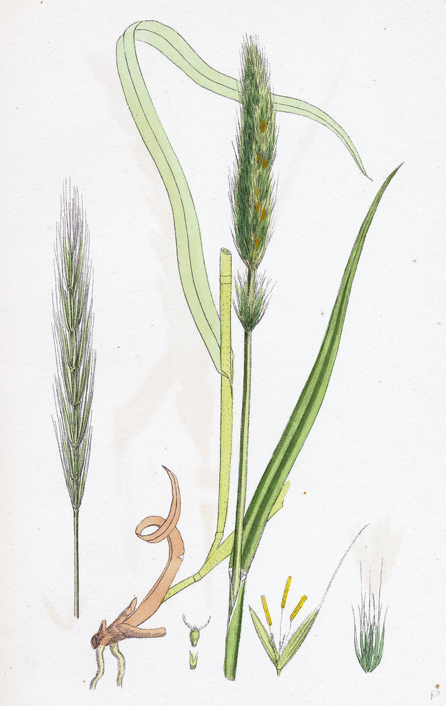 Detail of Hordeum Sylvaticum Wood Barley by Anonymous
