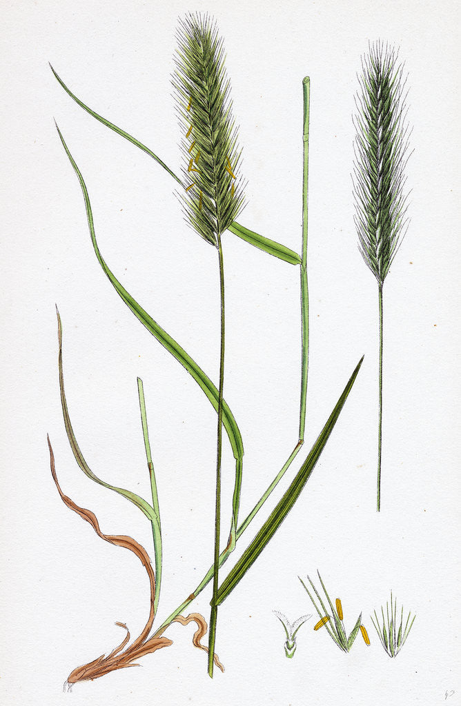 Detail of Hordeum Pratense Meadow Barley by Anonymous