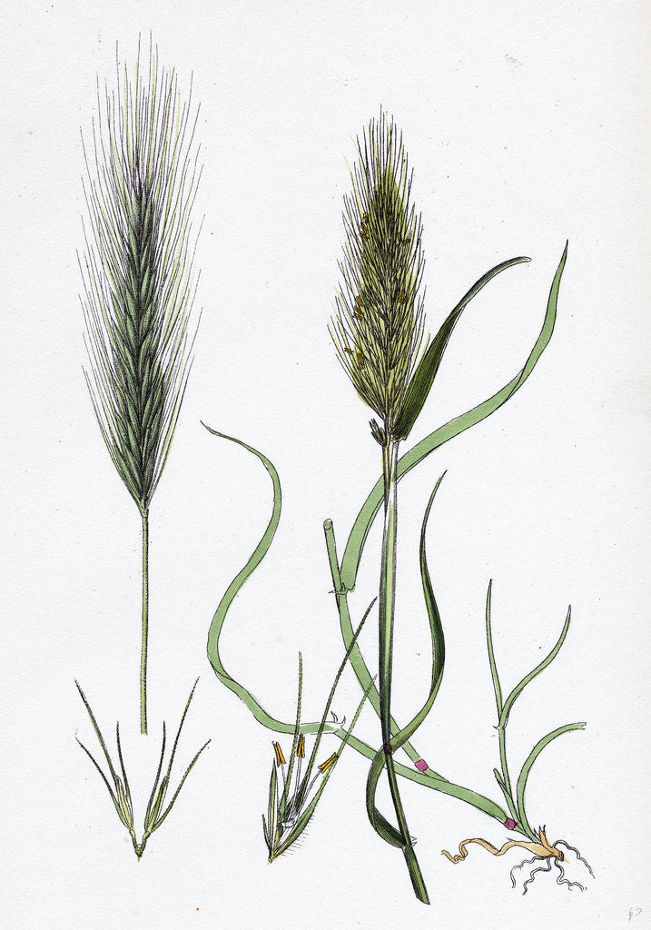 Detail of Hordeum Murinum Wall Barley by Anonymous