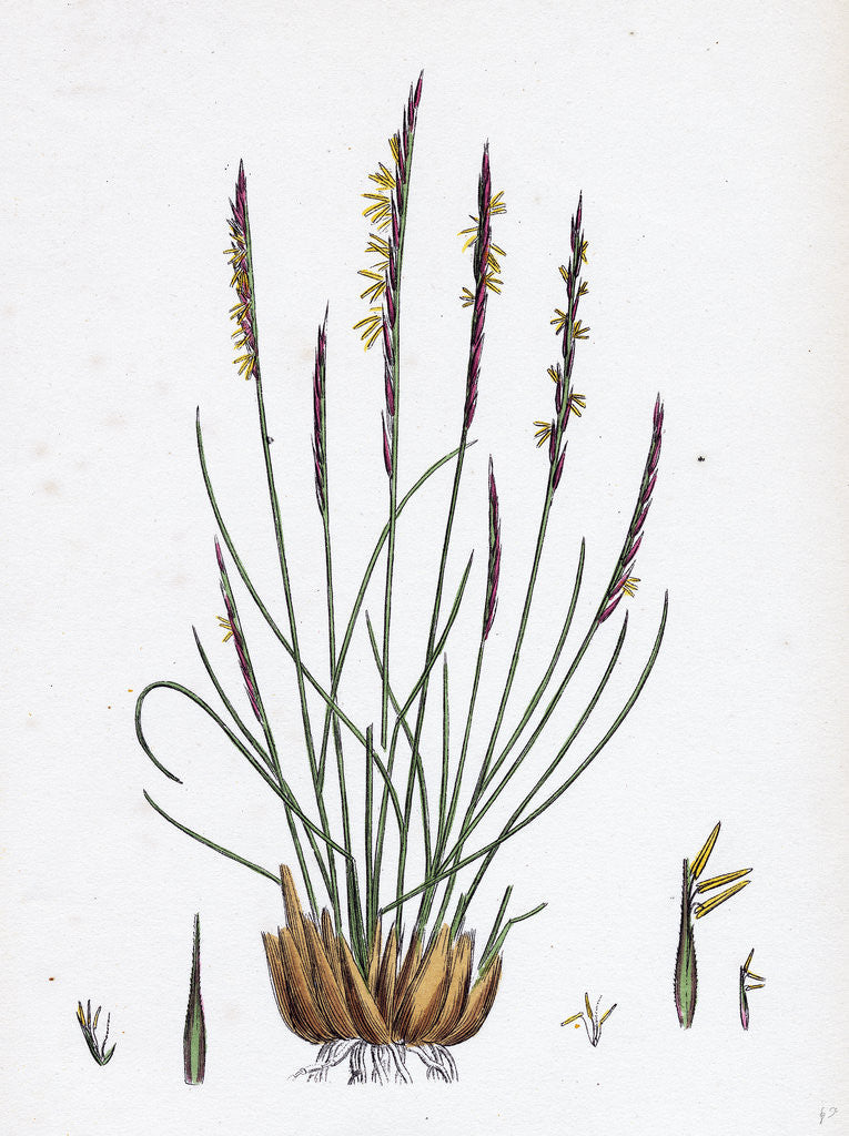 Detail of Nardus Stricta Mat-Grass by Anonymous
