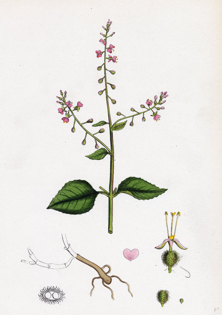 Detail of Circaea Lutetiana Common Enchanter's-Nightshade by Anonymous
