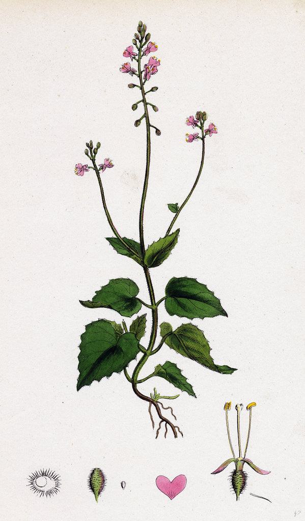 Detail of Circaea Alpina Alpine Enchanter's-Nightshade by Anonymous