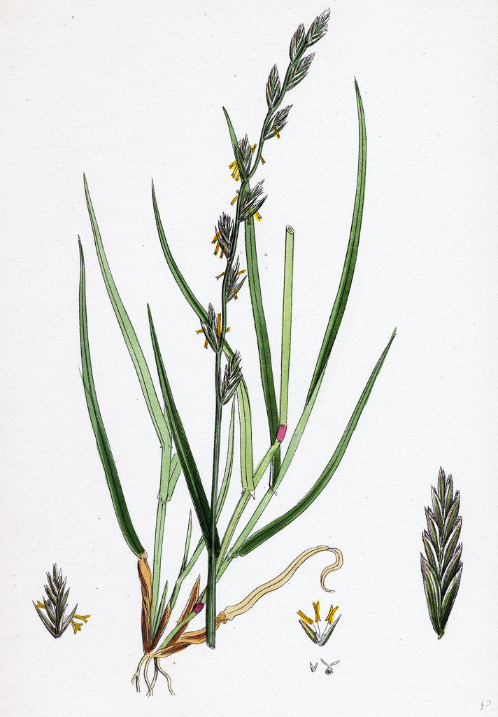 Detail of Lolium Eu-Perenne Common Rye-Grass by Anonymous