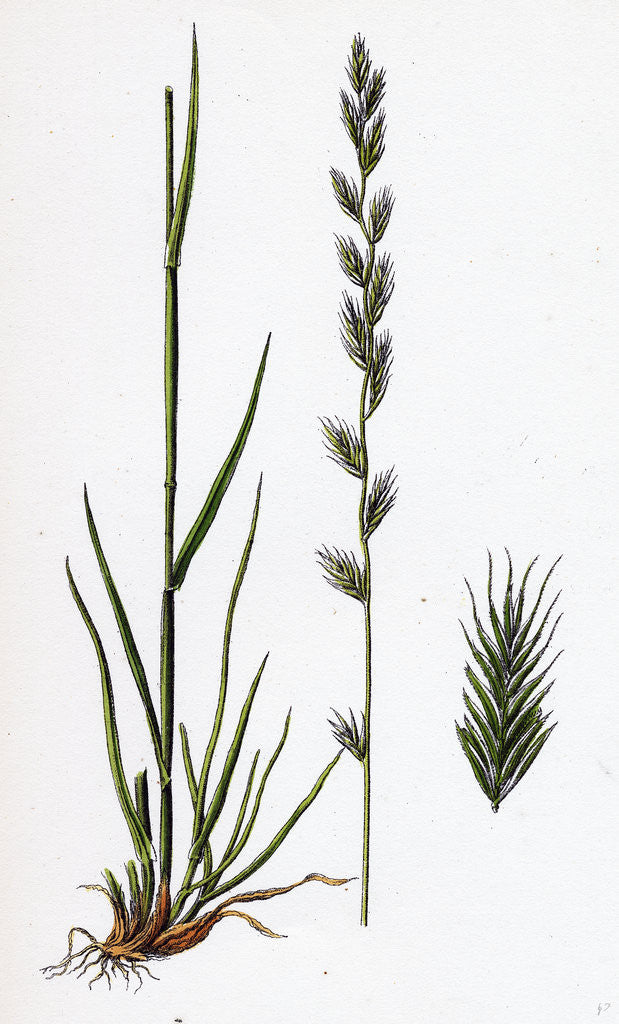 Detail of Lolium Italicum Italian Rye-Grass by Anonymous