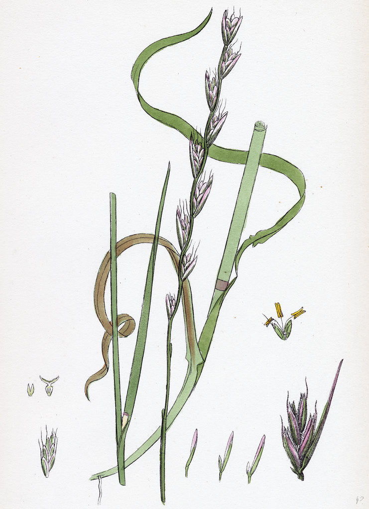 Detail of Lolium Temulentum Var. Arvense Common Darnel Var. B. by Anonymous