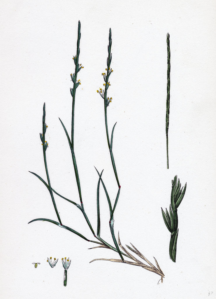 Detail of Lepturus Filiformis Sea Hard-Grass by Anonymous