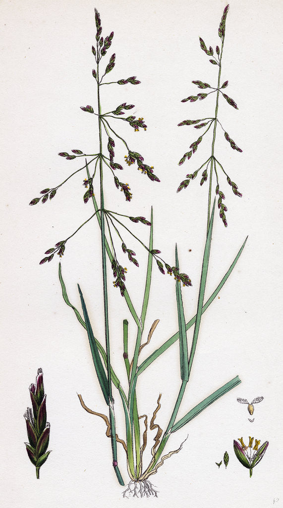 Detail of Sclerochloa Eu-Distans Reflexed Meadow-Grass by Anonymous