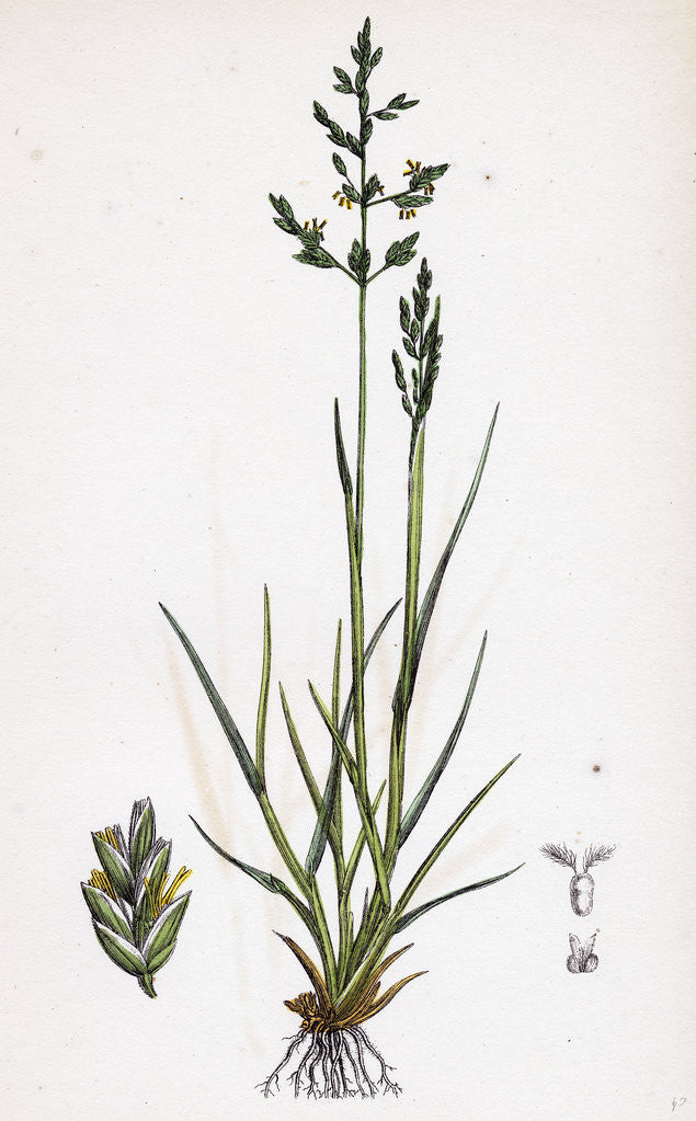 Detail of Sclerochloa Borreri Borrer's Meadow-Grass by Anonymous