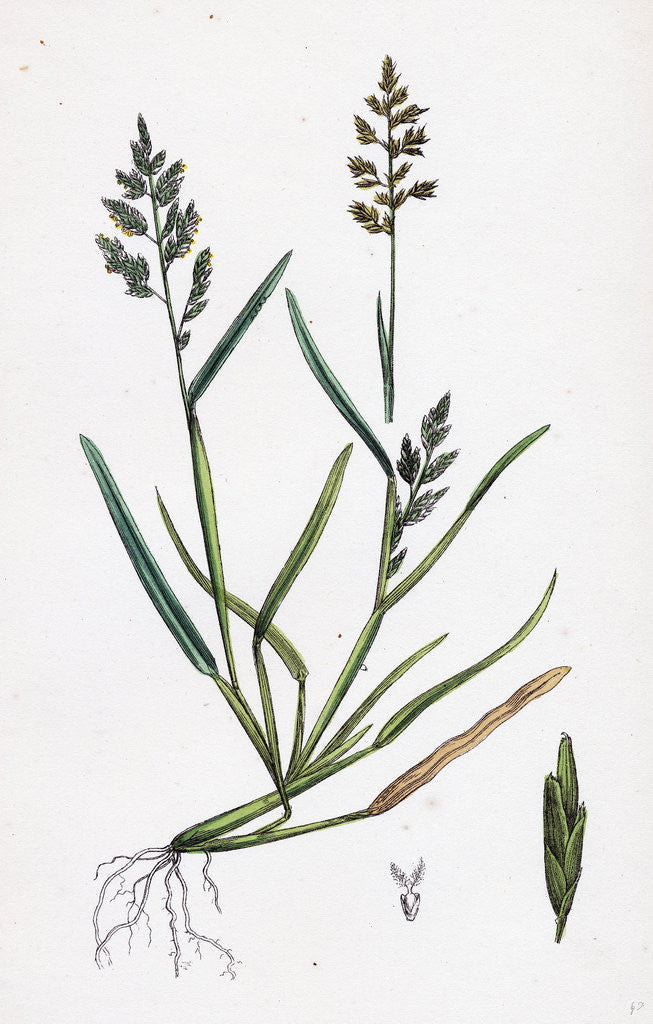 Detail of Sclerochloa Procumbens Procumbent Meadow-Grass by Anonymous