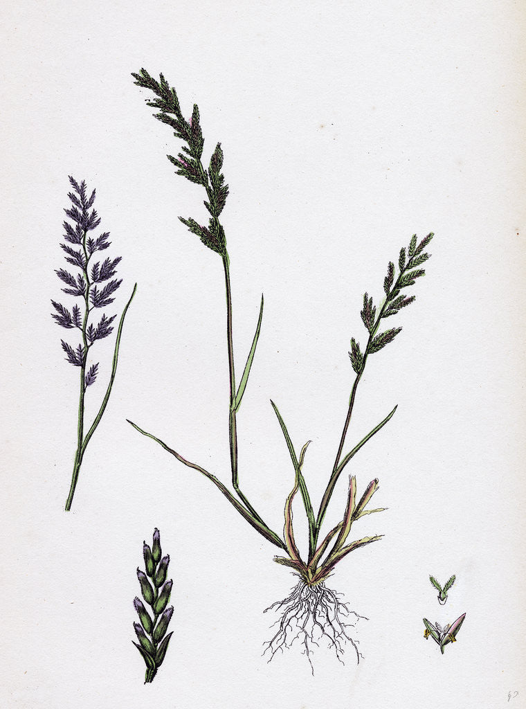 Detail of Sclerochloa Rigida Hard Meadow-Grass by Anonymous