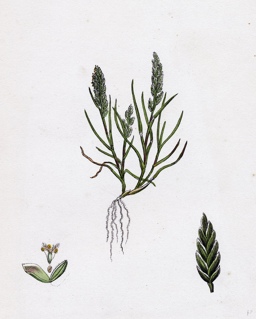 Detail of Sclerochloa Loliacea Dwarf Meadow-Grass by Anonymous