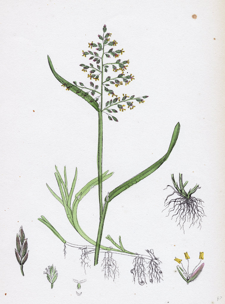 Detail of Poa Annua Annual Meadow-Grass by Anonymous