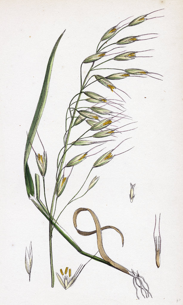 Detail of Avena Strigosa Black Oat by Anonymous