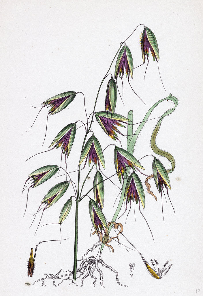 Detail of Avena Fatua Wild Oat by Anonymous