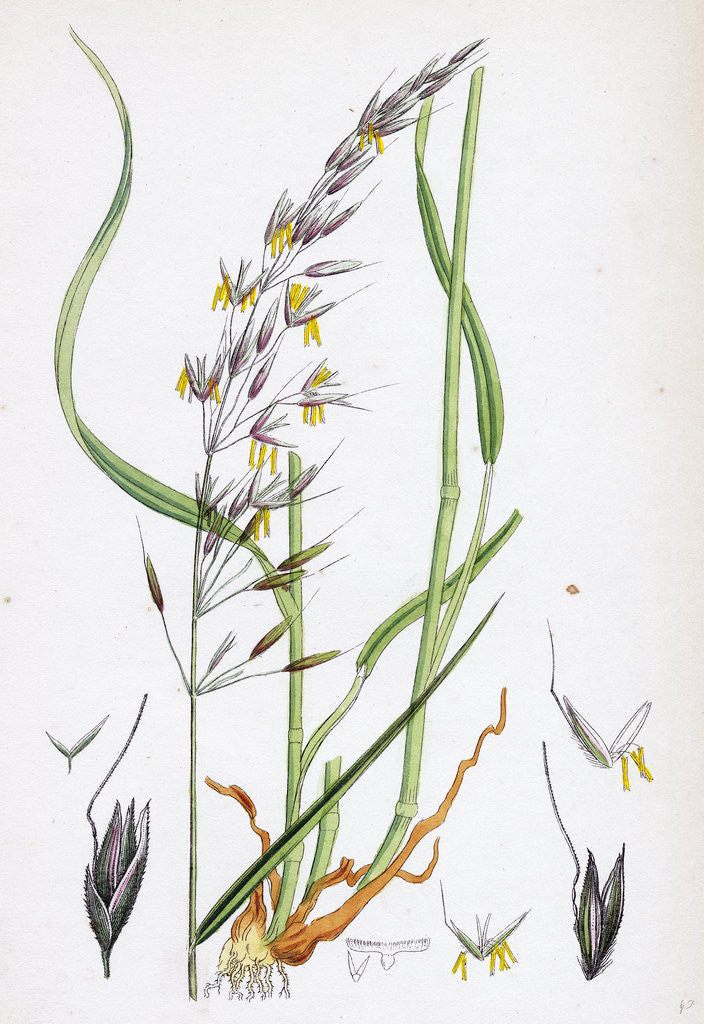 Detail of Avena Elatior False Oat-Grass by Anonymous