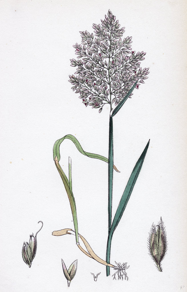 Detail of Holcus Lanatus Yorkshire Fog by Anonymous