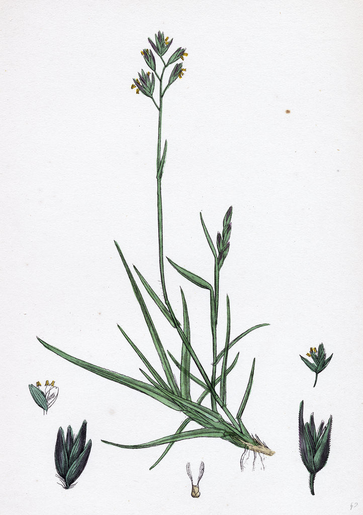 Detail of Triodia Decumbens Decumbent Heath-Grass by Anonymous