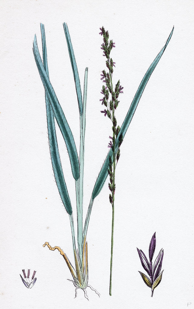 Detail of Molinia Caerulea Purple Melic-Grass by Anonymous
