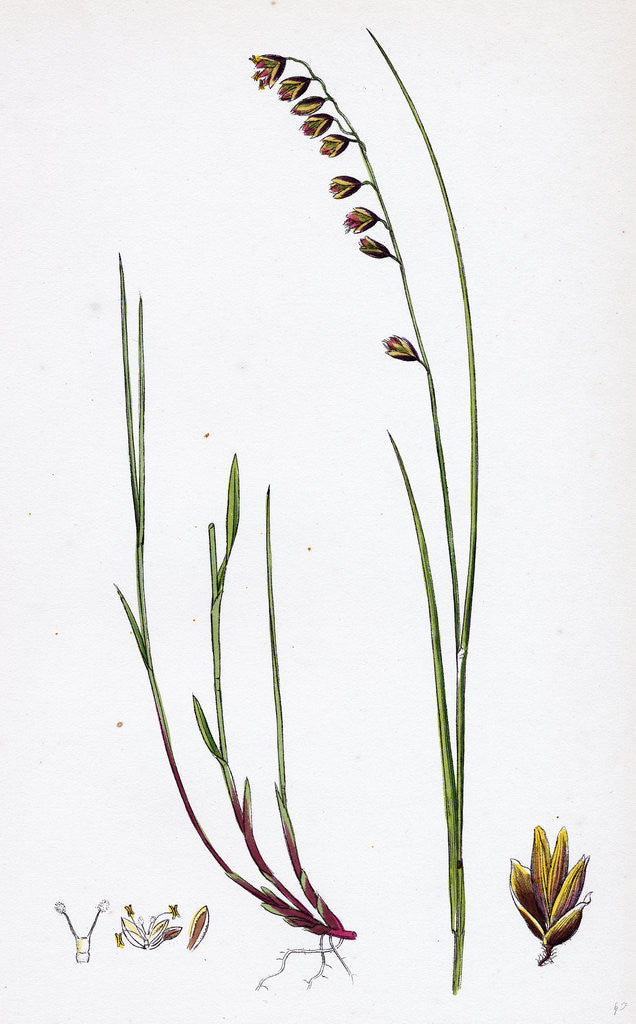Detail of Melica Nutans Nodding Melic-Grass by Anonymous