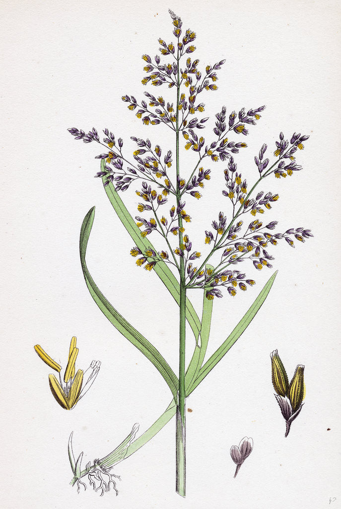 Detail of Catabrosa Aquatica Water Whorl-Grass by Anonymous