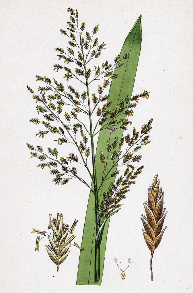 Detail of Glyceria Aquatica Reed Meadow-Grass by Anonymous