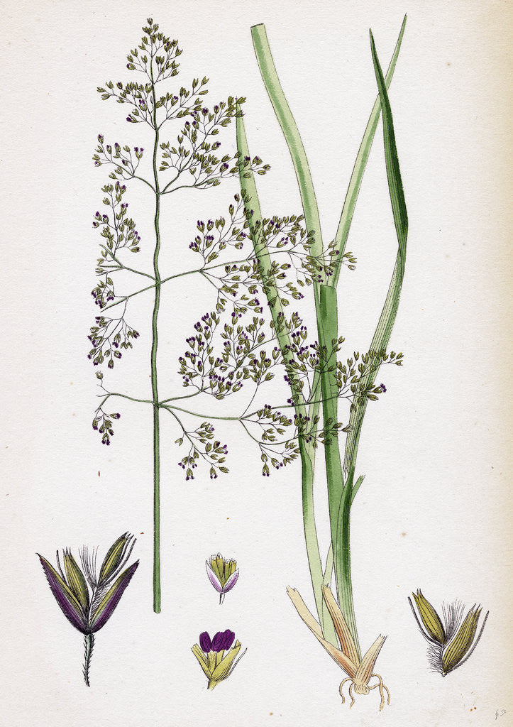 Detail of Aira Eu-Caespitosa Tufted Hair-Grass by Anonymous