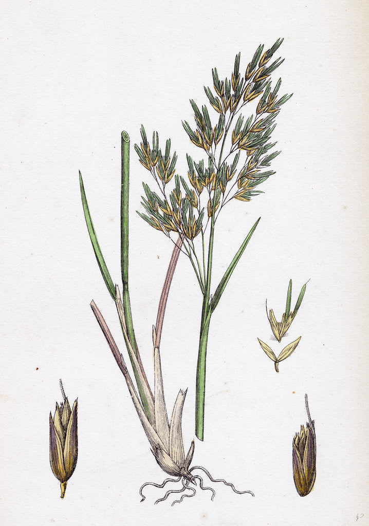 Detail of Aira Alpina Alpine Hair-Grass by Anonymous