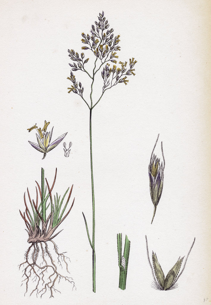 Detail of Aira Eu-Fluxuosa Heath Hair-Grass by Anonymous