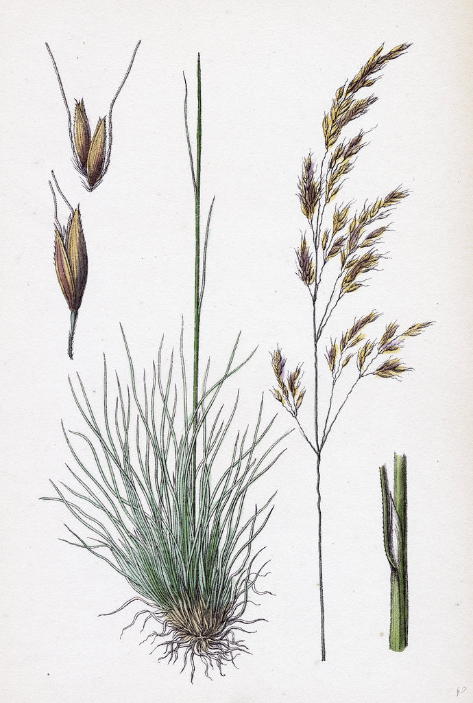 Detail of Aira Uliginosa Bog Hair-Grass by Anonymous