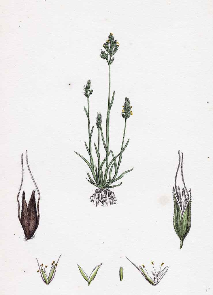 Detail of Aira Praecox Early Hair-Grass by Anonymous