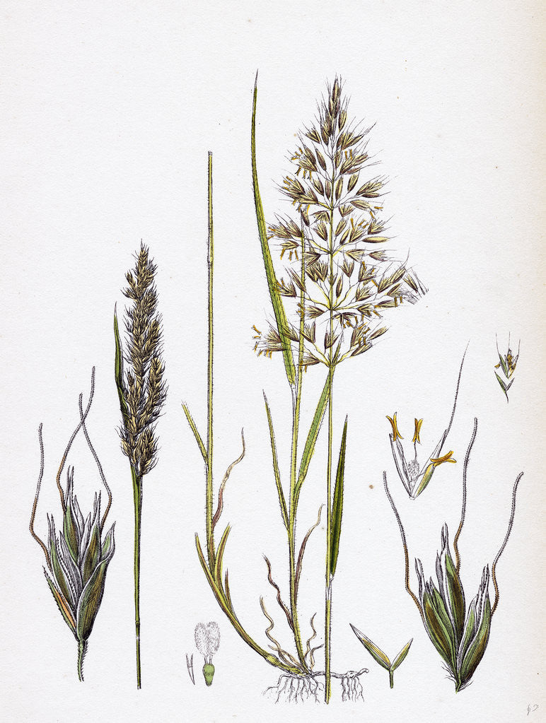 Detail of Avena Flavescens Yellow Oat-Grass by Anonymous