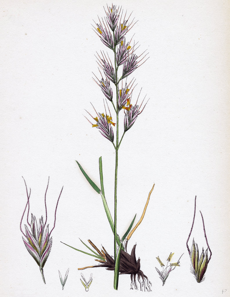 Detail of Avena Pratensis Var. Genuina Glabrous Oat-Grass Var. A. by Anonymous