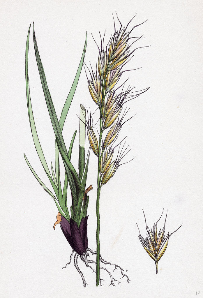 Detail of Avena Pratensis Var. Alpina Glabrous Oat-Grass Var. B. by Anonymous