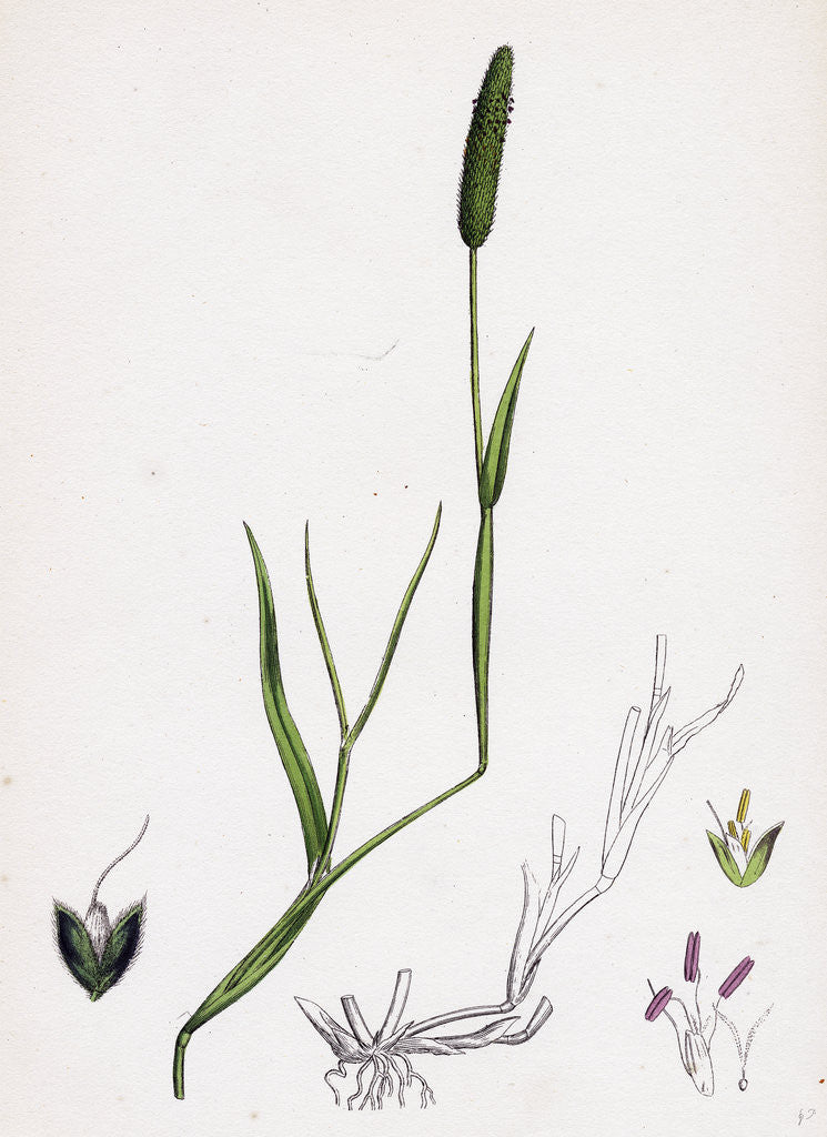 Detail of Alopecurus Eu-Geniculatus Bent-Stemmed Fox-Tail-Grass by Anonymous