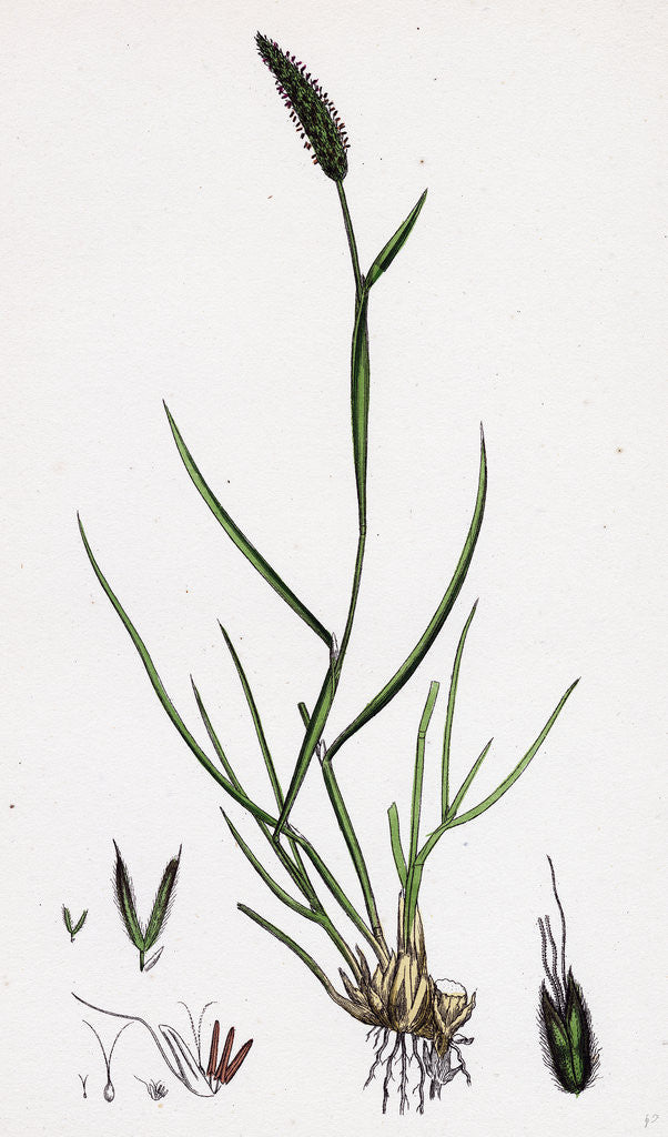 Detail of Alopecurus Bulbosus Tuberous Fox-Tail-Grass by Anonymous