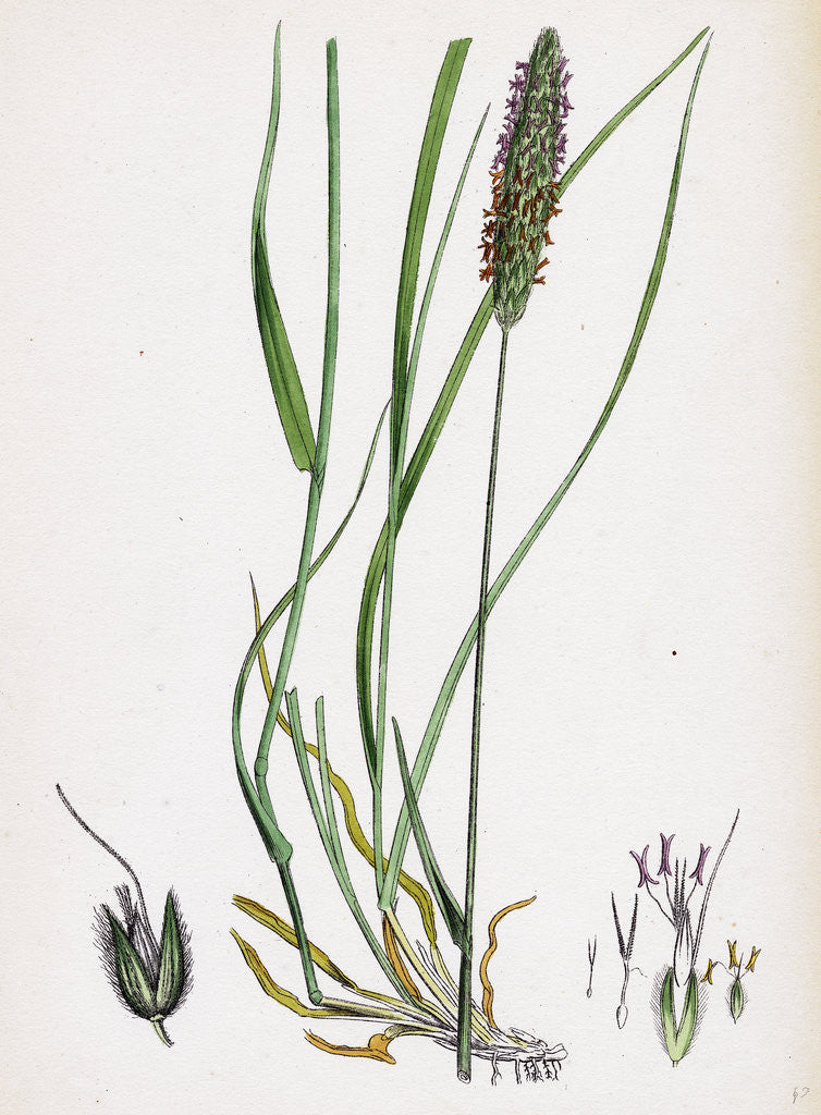 Detail of Alopecurus Pratensis Meadow Fox-Tail-Grass by Anonymous