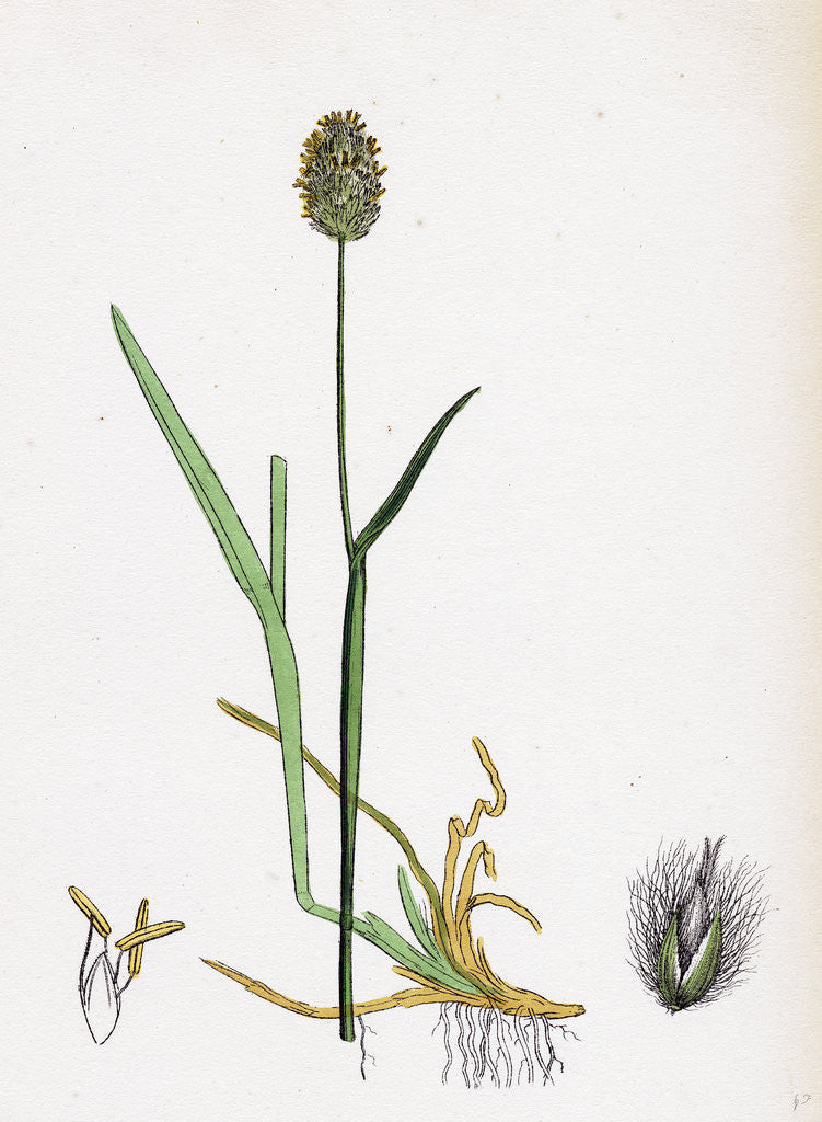 Detail of Alopecurus Alpinus Alpine Fox-Tail-Grass by Anonymous