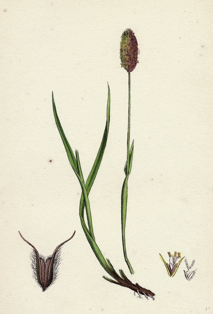 Detail of Phleum Alpinum Alpine Timothy-Grass by Anonymous