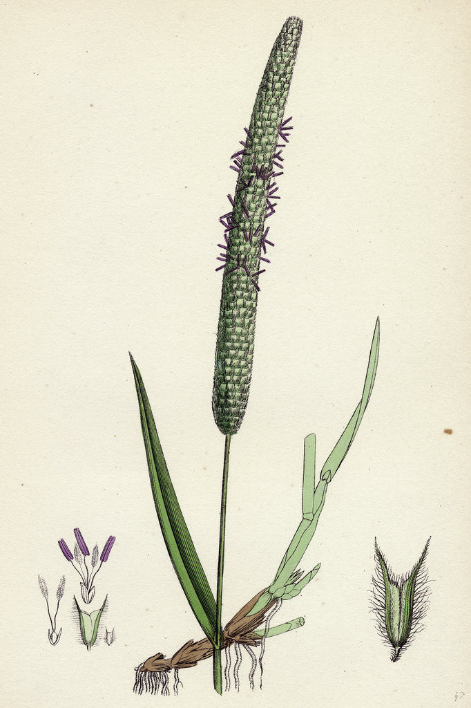 Detail of Phleum Pratense Var. Genuinum Common Timothy-Grass Var. A. by Anonymous