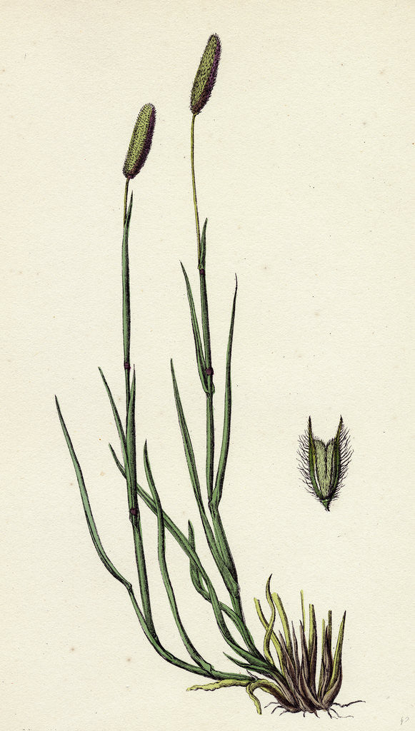 Detail of Phleum Pratense Var. Nodosum Common Timothy-Grass Var. B. by Anonymous