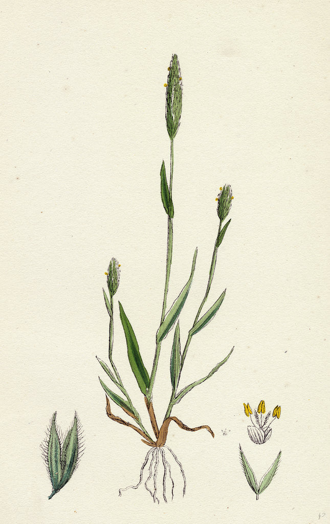 Detail of Phleum Arenarium Sand Timothy-Grass by Anonymous