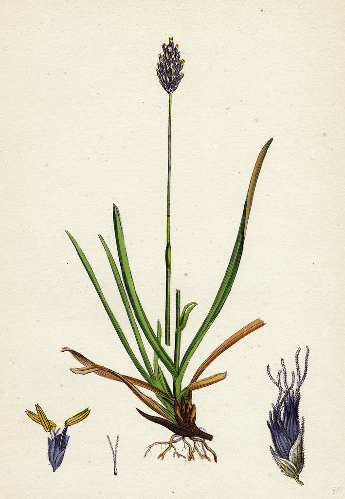 Detail of Sesleria Caerulea Blue Moor-Grass by Anonymous