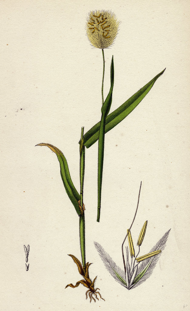 Detail of Lagurus Ovatus Ovate Hare's-Tail-Grass by Anonymous