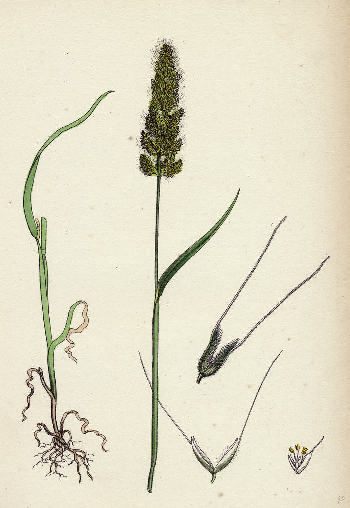 Detail of Polypogon Monspeliensis Annual Beard-Grass by Anonymous