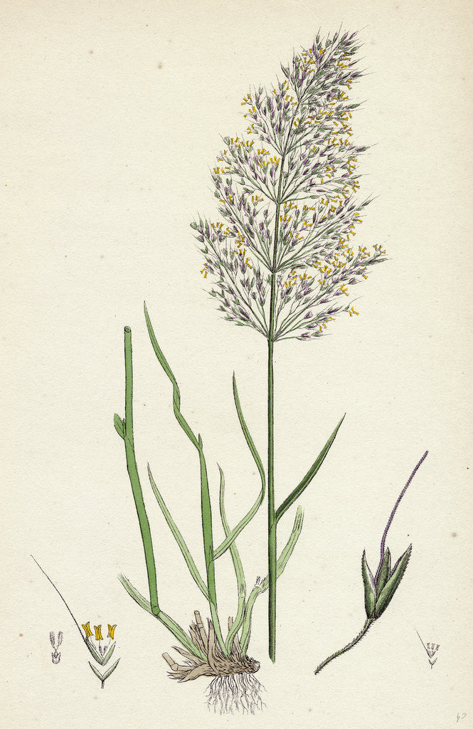 Detail of Agrostis Spica-Venti Spreading Silky Bent-Grass by Anonymous