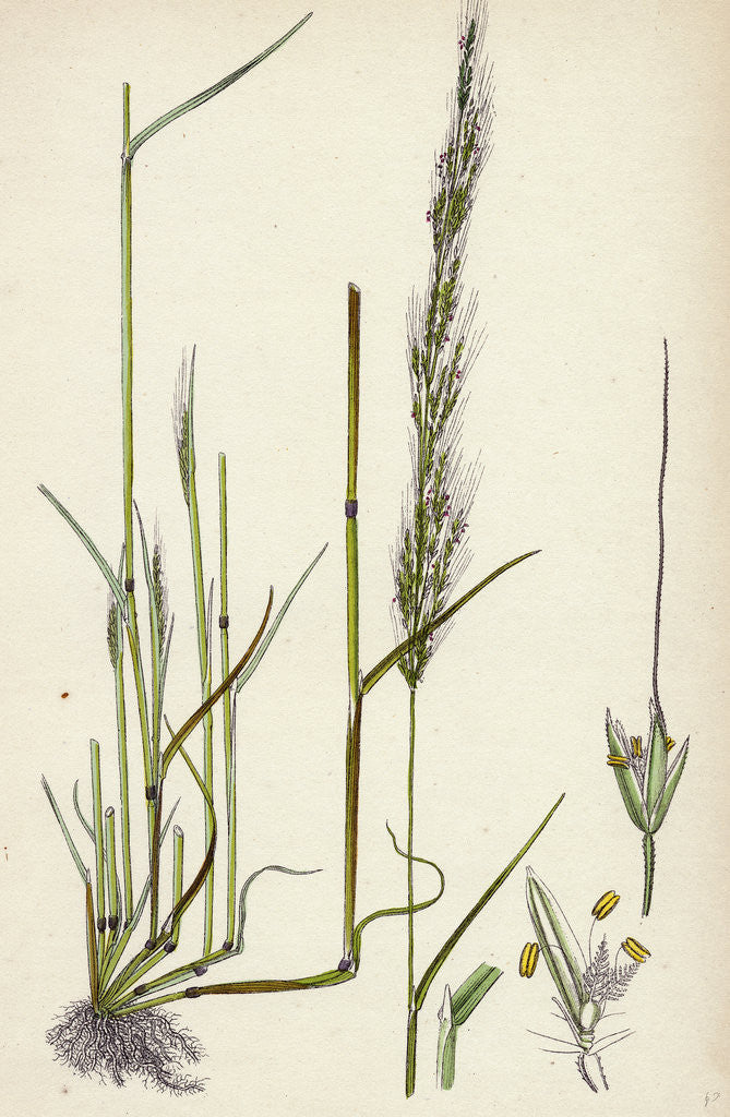 Detail of Agrostis Interrupta Dense-Flowered Silky Bent-Grass by Anonymous