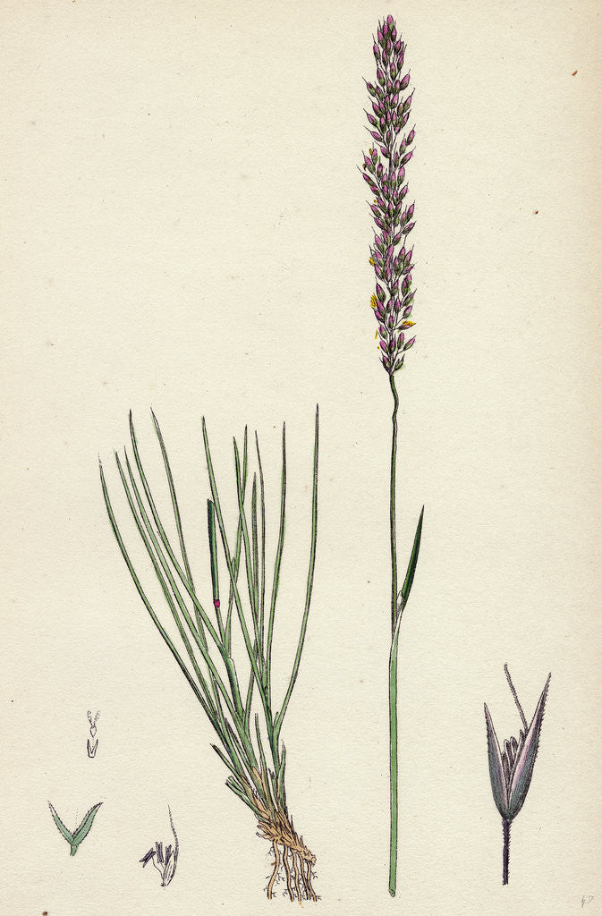 Detail of Agrostis Setacea Bristle-Leaved Bent-Grass by Anonymous